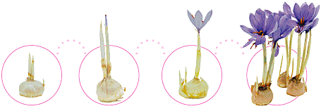 サフランの 育て方 楽しみ方 らくちん栽培