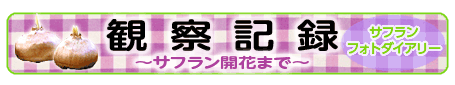 ギフトパック観察記録　サフラン開花まで