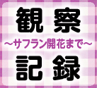 サフランの球根開花までの観察日記